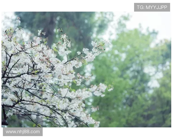 樱花树下的秘密：一场关于青春与爱的日剧盛宴